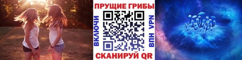 купить наркоту  Алейск  Галлюциногенные грибы Psilocybine cubensis 